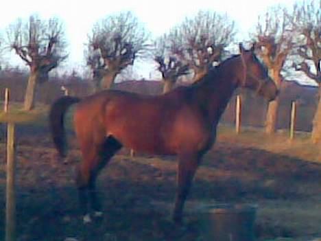 Trakehner Cyfra SOLGT - så dejligt på folde billede 3