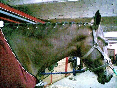 Trakehner Cyfra SOLGT - beautiful! billede 4