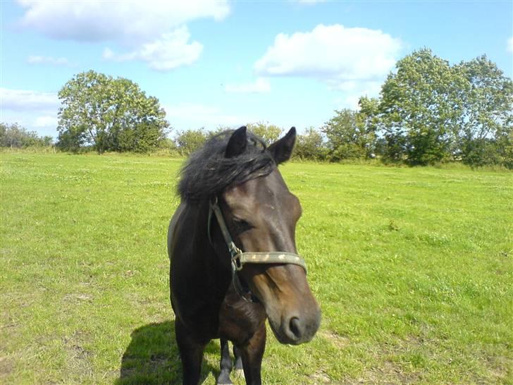 Connemara Nørlunds Falcon <33 ©® - Baby Mummi på fold <333 ©® billede 4