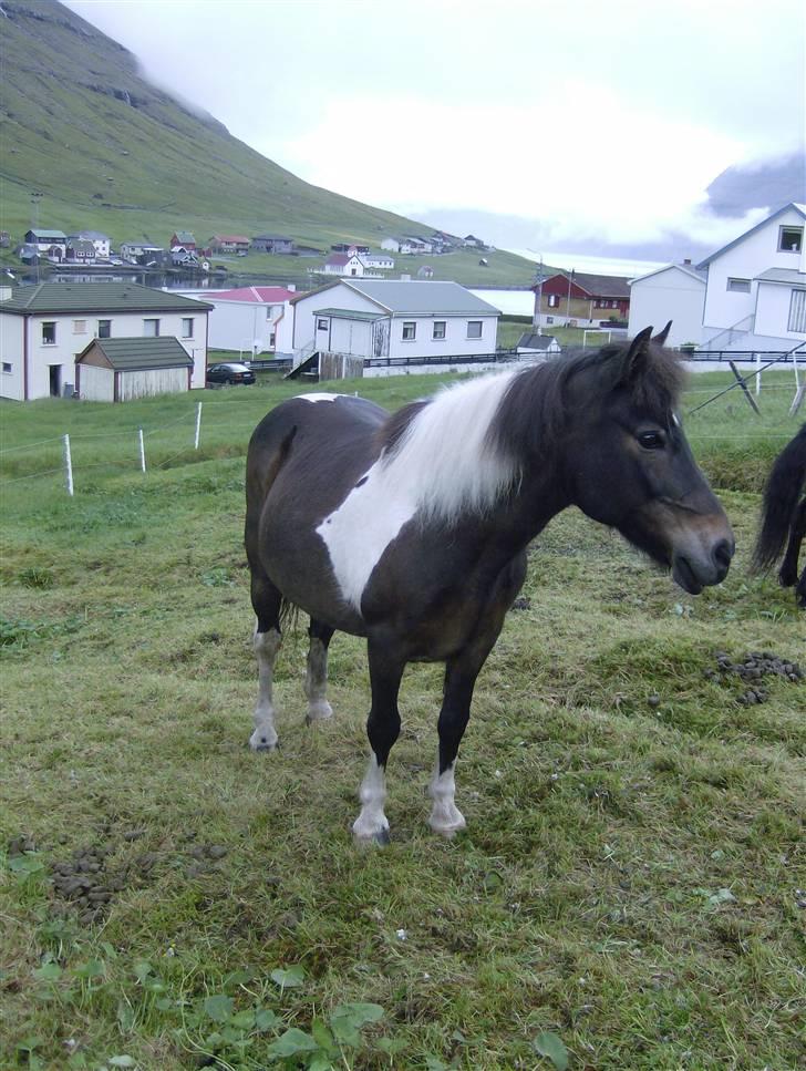 Færøsk hest Blanka [Haft i pleje] - Smukke :) | 13-08-2007 billede 10