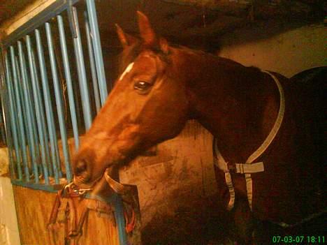 Traver rina - her er vi lige kommet tilbage efter en lang ride tur billede 19