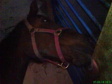 Traver rina - her vasker hun lige væggen billede 20