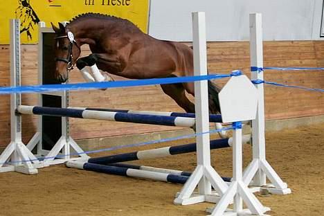 Hollandsk Sportspony Westminster Bailey billede 4