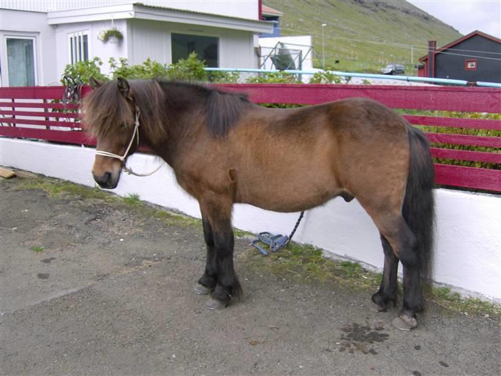 Færøsk hest Grani (udlånt) - Søde Grani <´33 =) | 17-08-2008 billede 20