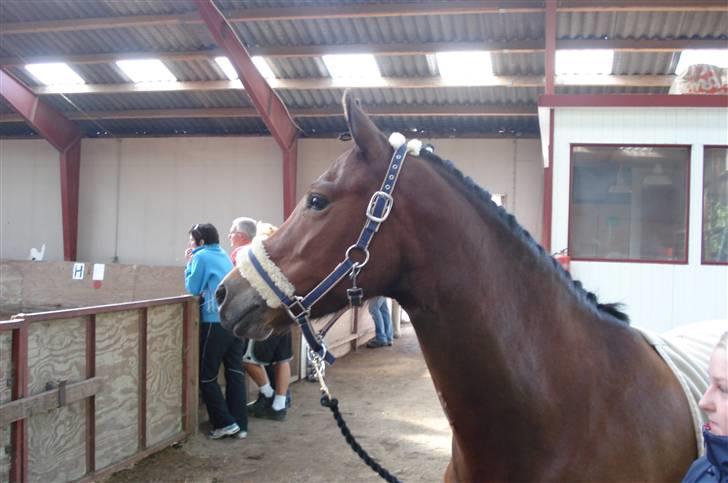 DSP Gabby Søblink SOLGT - gabby kigger lige om der skulle være en anden hest man kunne mænge sig lidt med billede 8