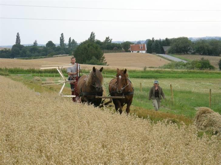 Jyde Mette har fået vinger  - Halooo er der nogen ????? billede 11