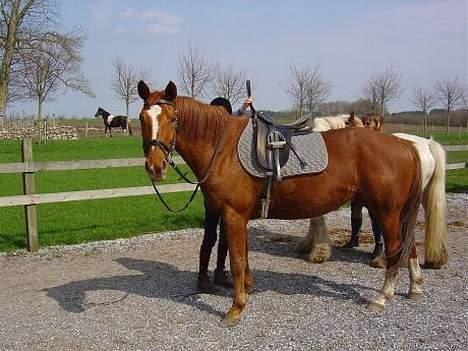 Dansk Varmblod Isabell - Isabell sommer 2006 på ridebanen på Kirstinedal. billede 11