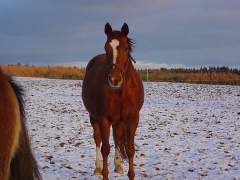 Dansk Varmblod Isabell - Isabell er ude og nyde den nyfaldne sne. billede 12