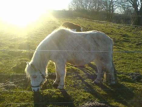 Shetlænder ~Mozart~ <3 - Spiser græs!! MUMS =P billede 18