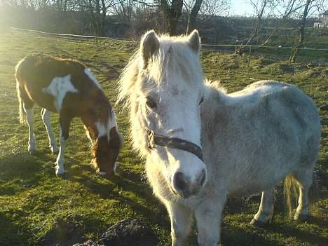 Shetlænder ~Mozart~ <3 - Kigger hen et sted.. :P billede 19