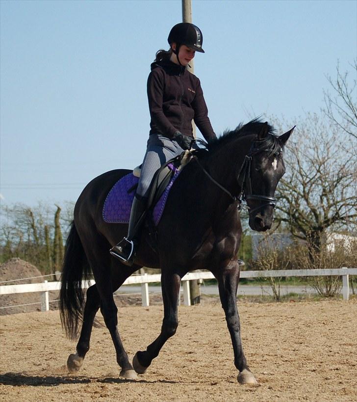Dansk Varmblod Siska   - D.19/03 - 09  - Galop, siska har en utrolig stor galop.. Foto: Mor billede 19