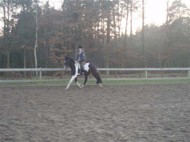 Pinto Korshøjs Wholly Cæsar - D. 13 feb. Sandra på Cæsar (Fuglslev) billede 5