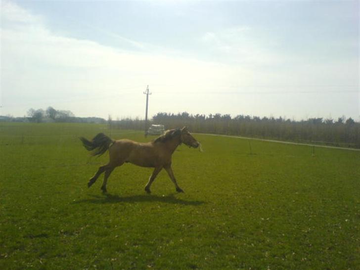 Anden særlig race lukas billede 17