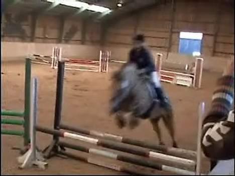 Fjordhest NapoleonSOOLGT - sjællandsmesterskaberne 2006 for fjordheste med sin ejer billede 14