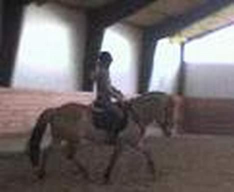 Fjordhest NapoleonSOOLGT - undskyld kvaliteten.. Napoleon rider dressur med ejer  billede 15