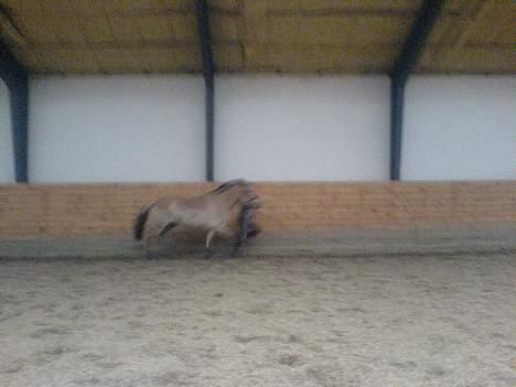 Fjordhest NapoleonSOOLGT - flyvende napoleon :)  billede 17