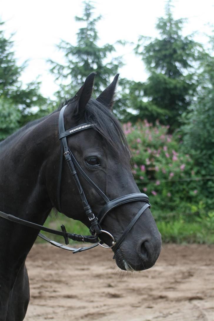 Anden særlig race Charly *solgt* - Hvad mon han har øje på?? billede 1