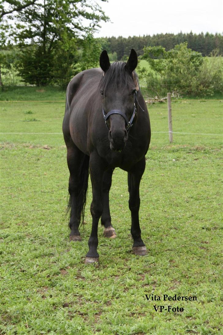 Anden særlig race Charly *solgt* - Så kigger vi lige op!! billede 3