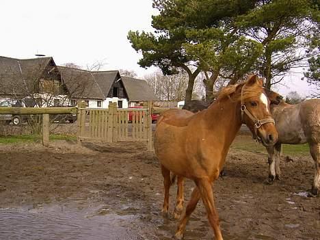 Anden særlig race Coco  - Nu gider jeg alser ikk fotograferes mere! billede 6