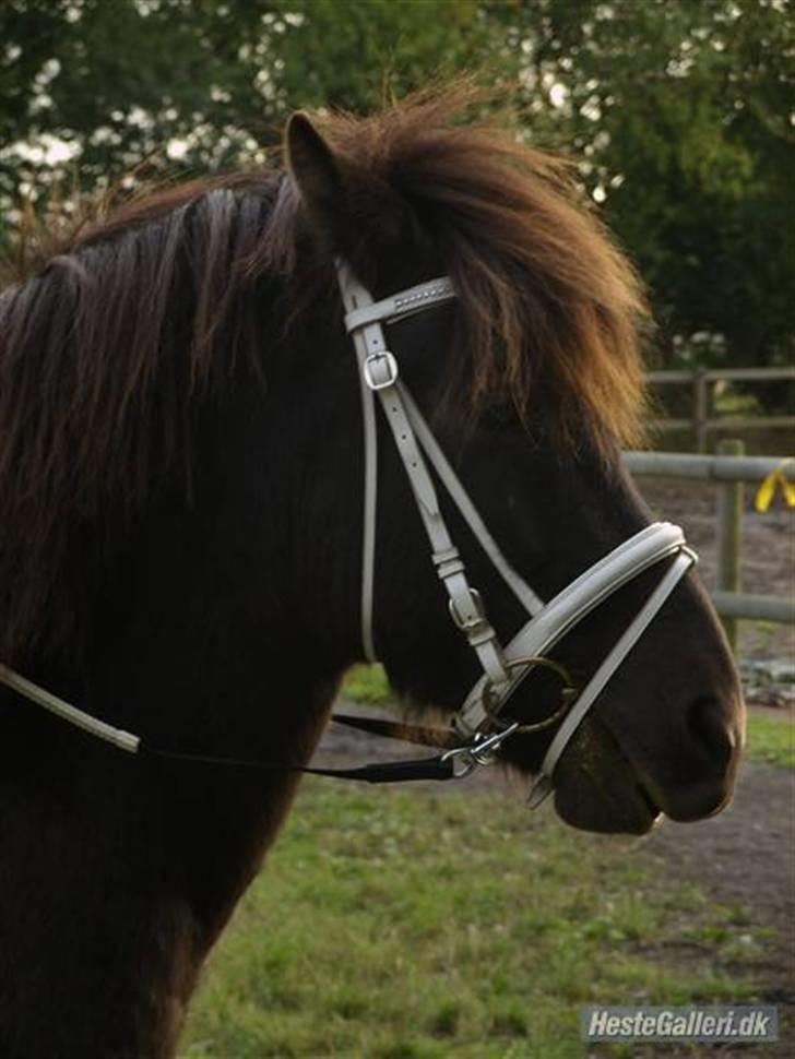 Islænder Fakur - SÅ ER DER KOMMET NYE BILLEDER  billede 1