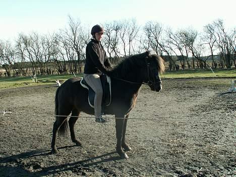 Islænder Fakur billede 2