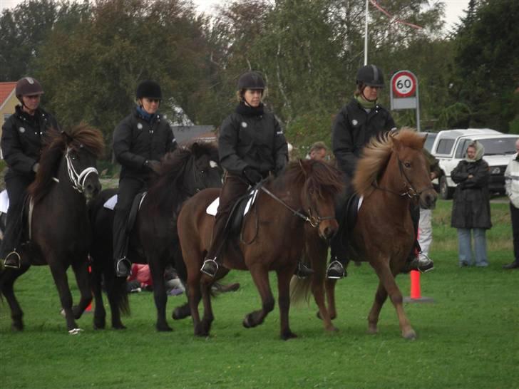 Islænder Fakur billede 3