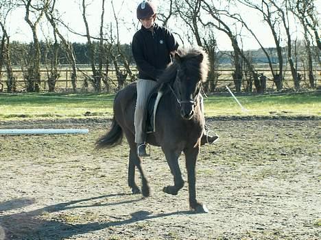 Islænder Fakur billede 4