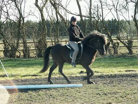 Islænder Fakur billede 5