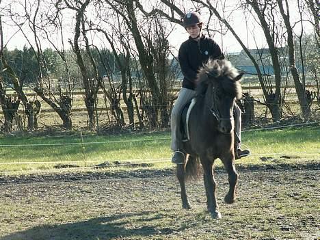 Islænder Fakur billede 6