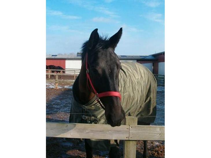 {{currentPhoto.altText}} billede {{currentPhoto.number}}