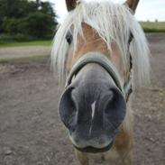 Tyroler Haflinger Wesli