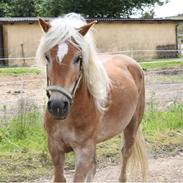 Tyroler Haflinger Wesli