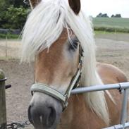 Tyroler Haflinger Wesli