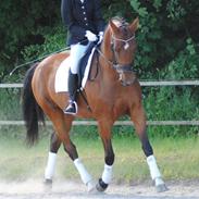 Hollandsk Varmblod Victorie - tidligere hest