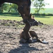 Dansk Varmblod Oporto