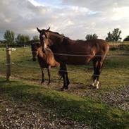 Dansk Varmblod Oporto