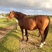 Dansk Varmblod Oporto