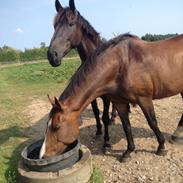 Dansk Varmblod Oporto