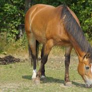 Anden særlig race My soulmate - Wariant <3