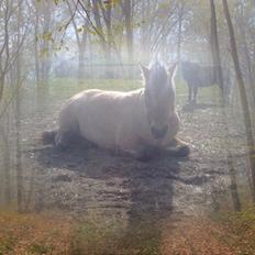Anden særlig race Tulle (solgt og savnet)