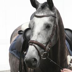 Dansk Varmblod Centurion Dandanel