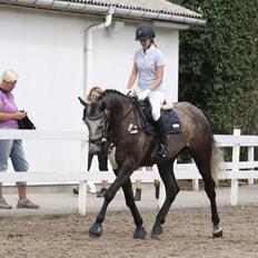 Dansk Varmblod Centurion Dandanel