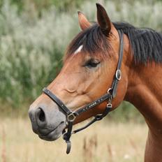 Knabstrupper Nørrebøgegaardens Macon SOLGT