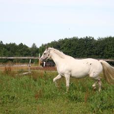 Anden særlig race Frk. Smilla