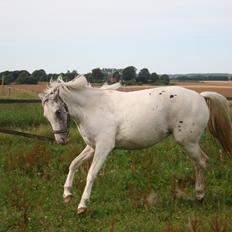 Anden særlig race Frk. Smilla