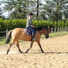 Anden særlig race Silke