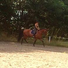 Dansk Varmblod Largo