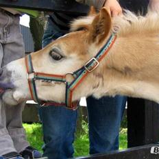 Haflinger Arthos Nordan