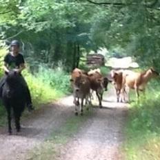 Islænder Blökk fra Højen