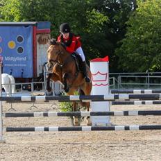 Irsk Sportspony Coillcru Flight